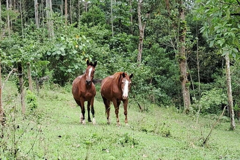 Sitio Som Das Aguas Benedito Novo Екстер'єр фото